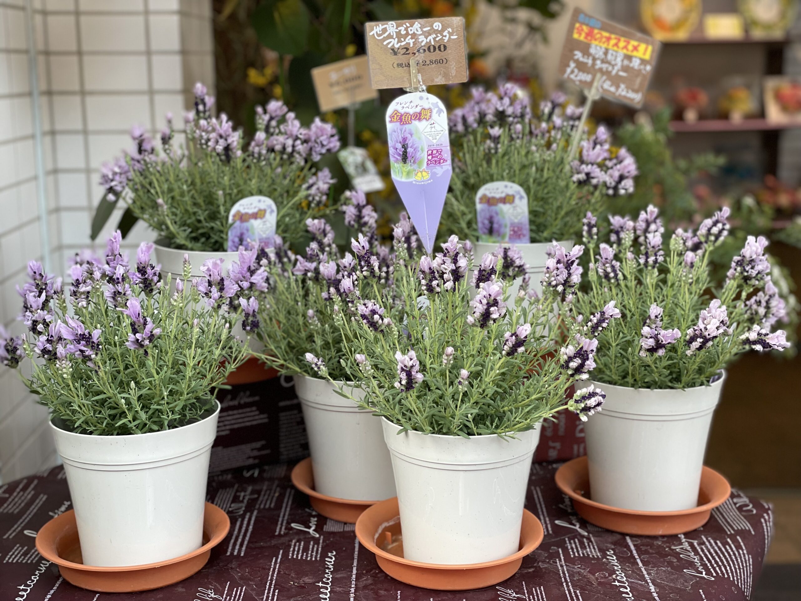 珍しいラベンダーを入荷いたしました✨ - フローリスト赤キ屋