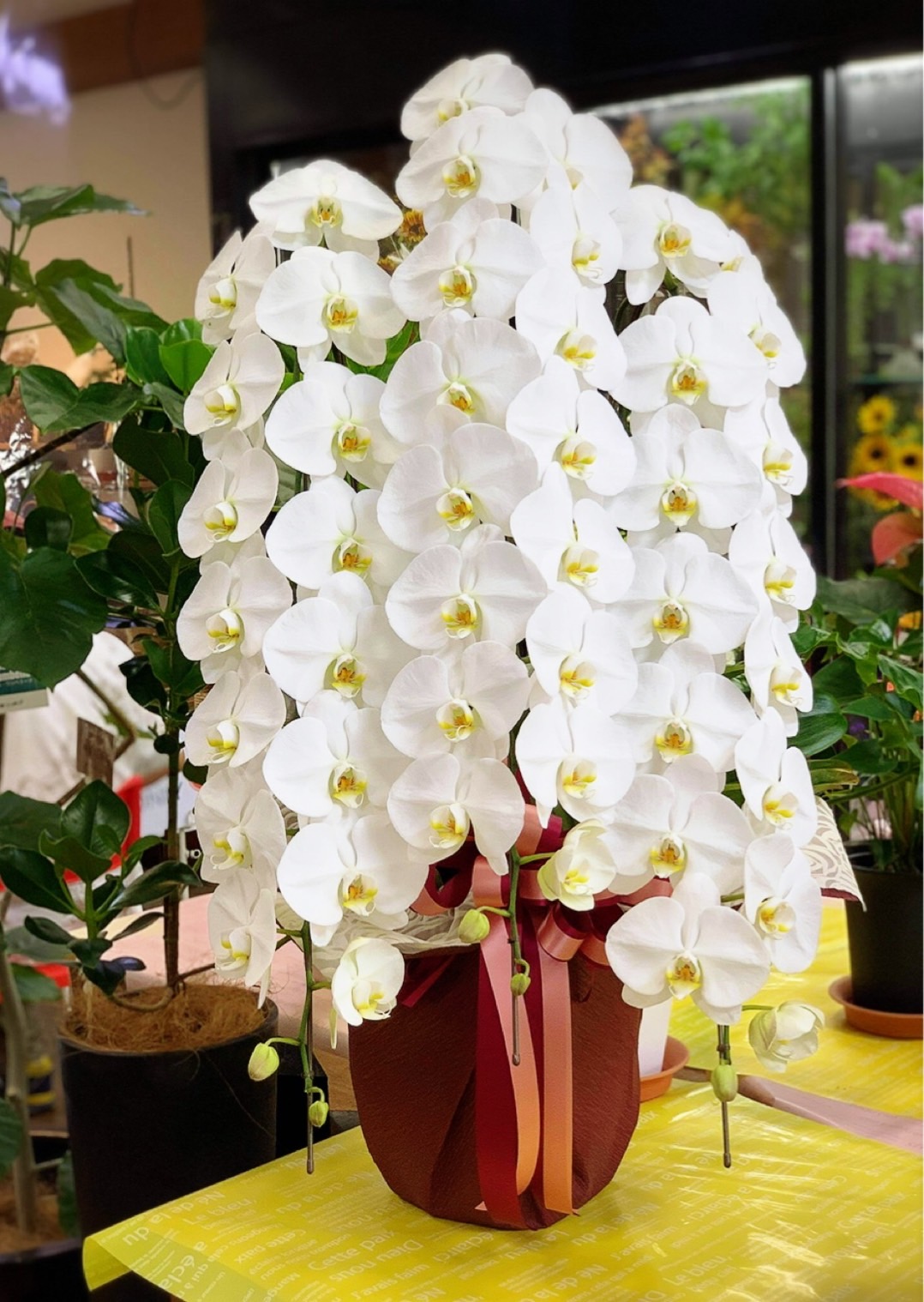 胡蝶蘭の作品10