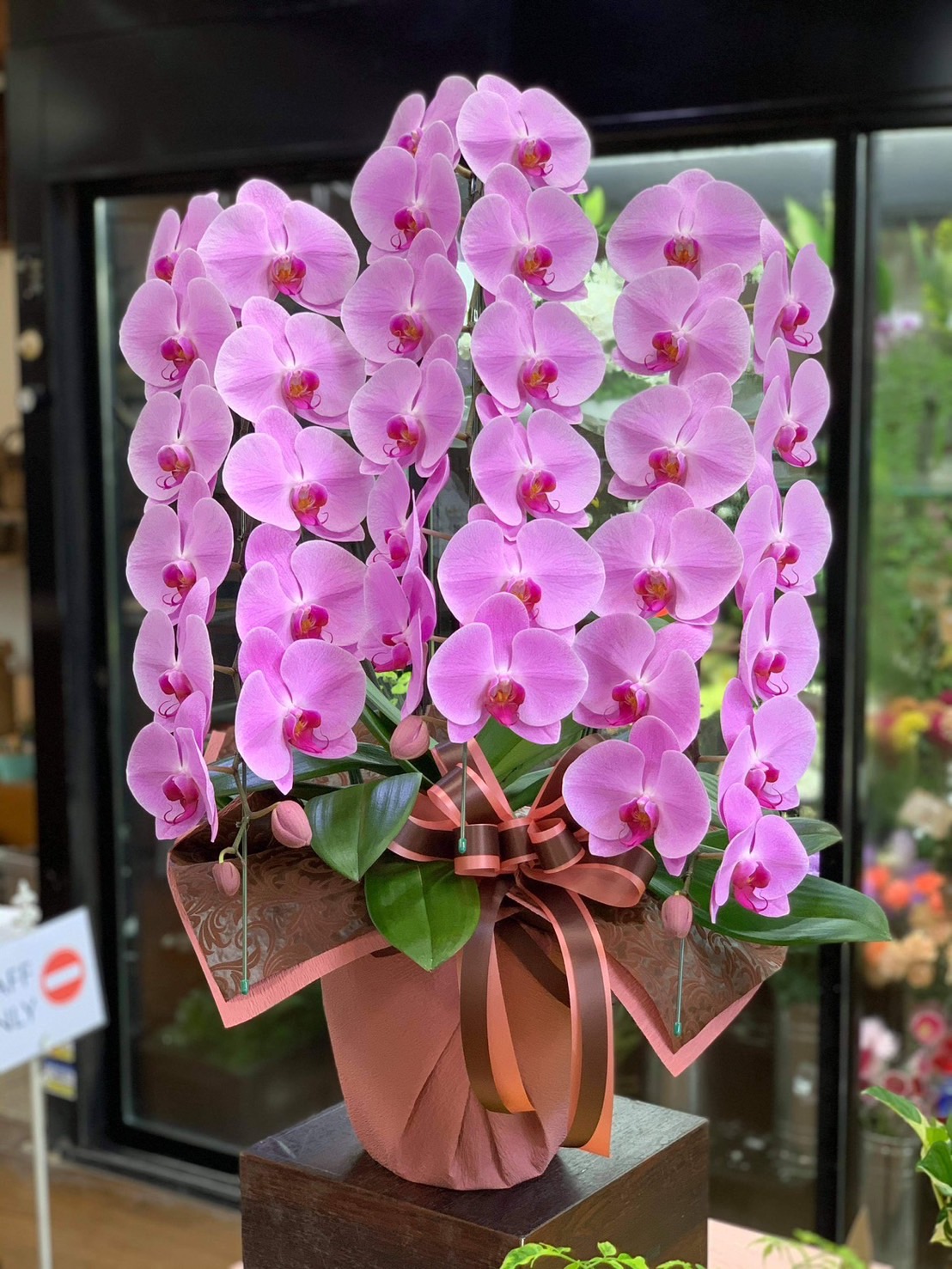 胡蝶蘭の作品11