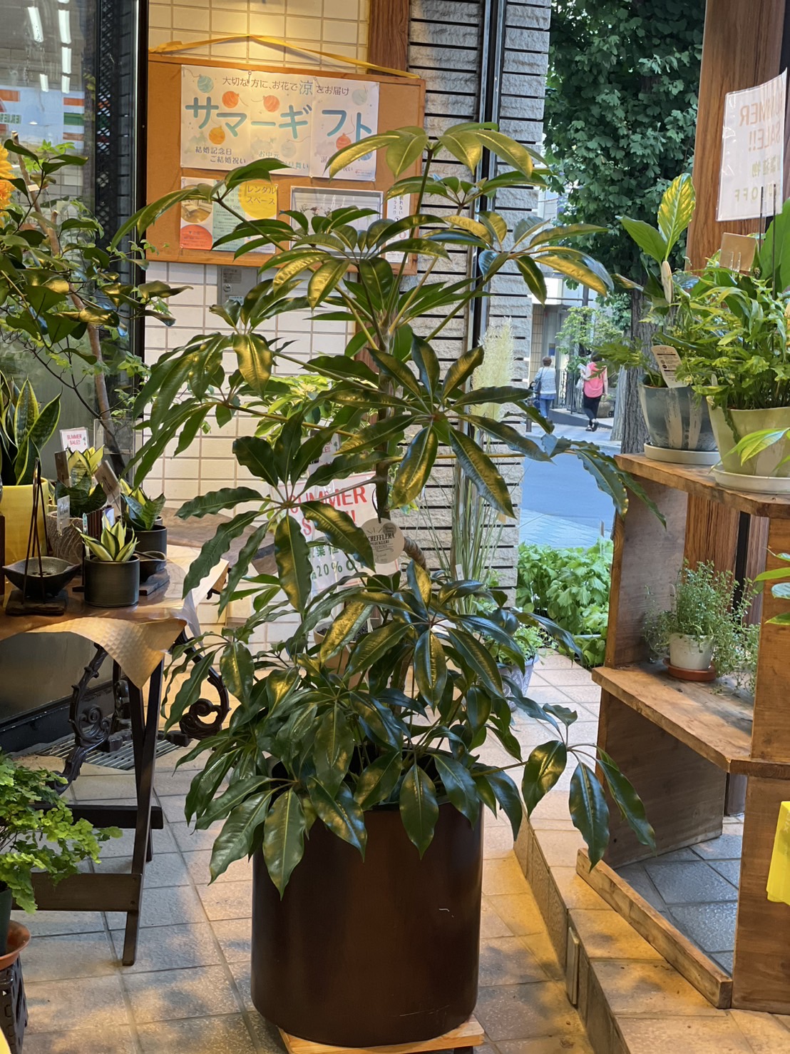 観葉植物の作品2