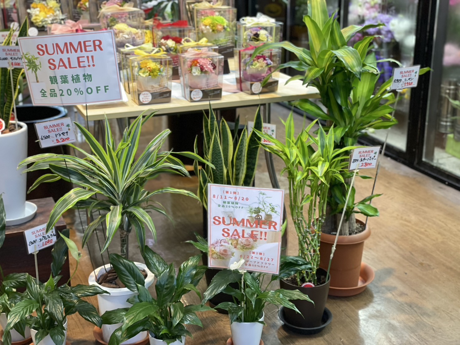 観葉植物の作品4