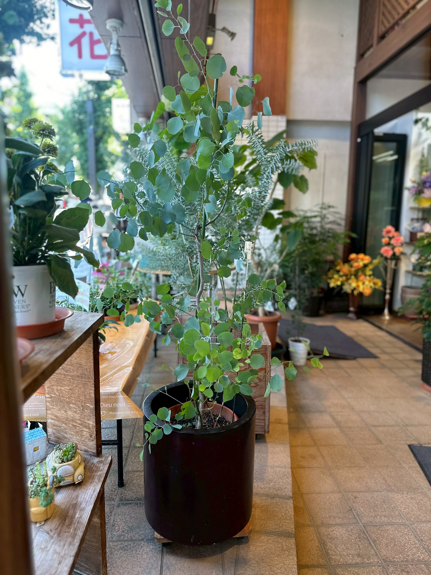 観葉植物の作品6