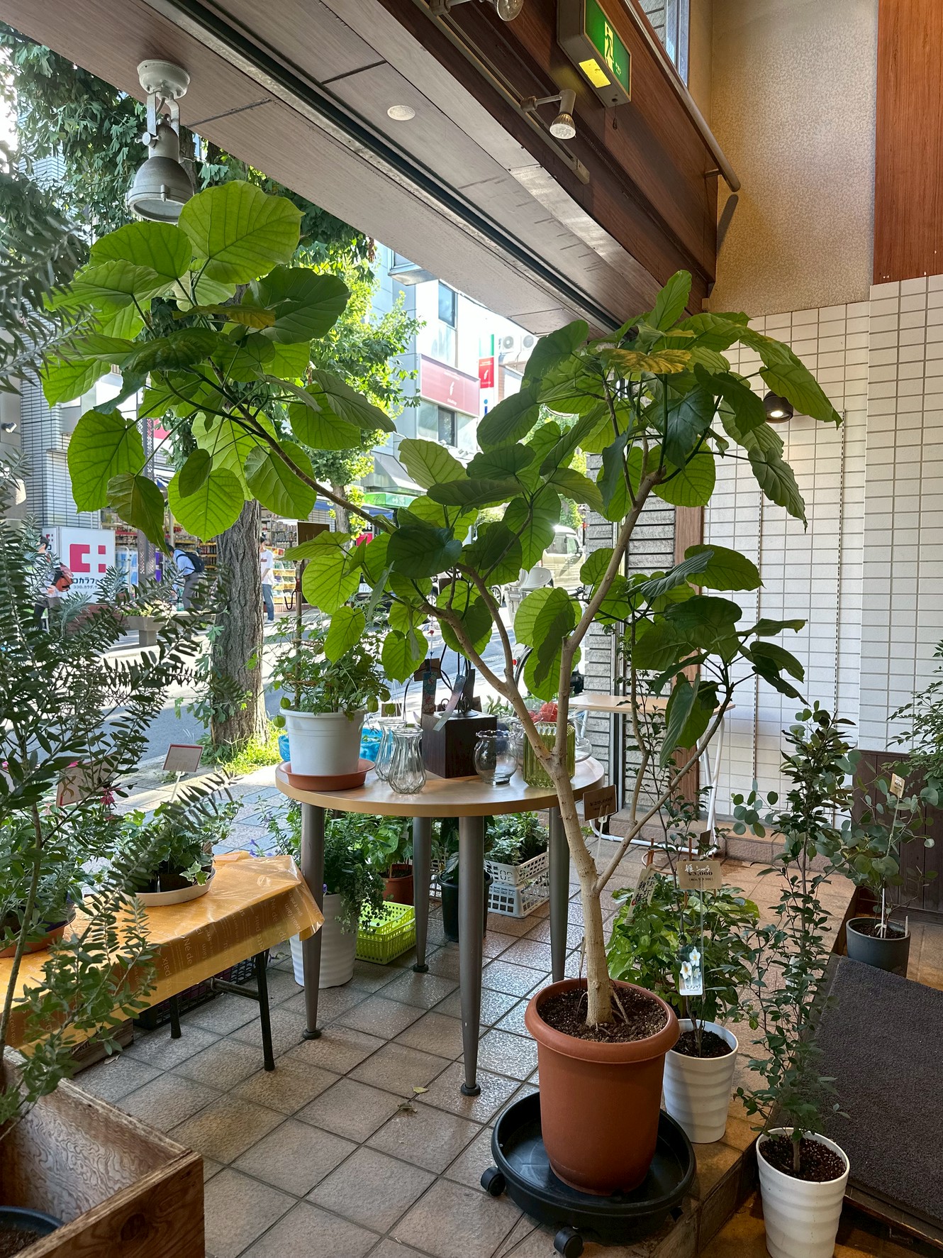 観葉植物の作品7