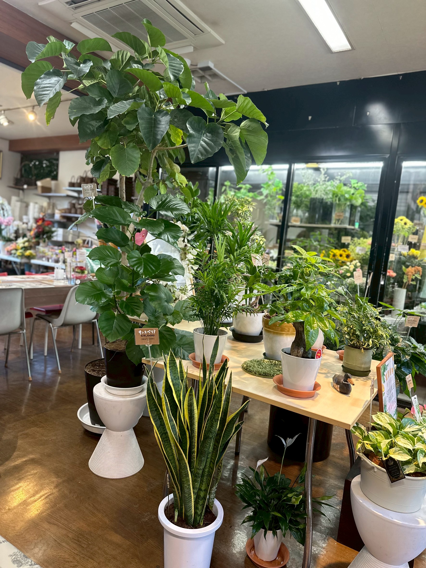 観葉植物の作品8