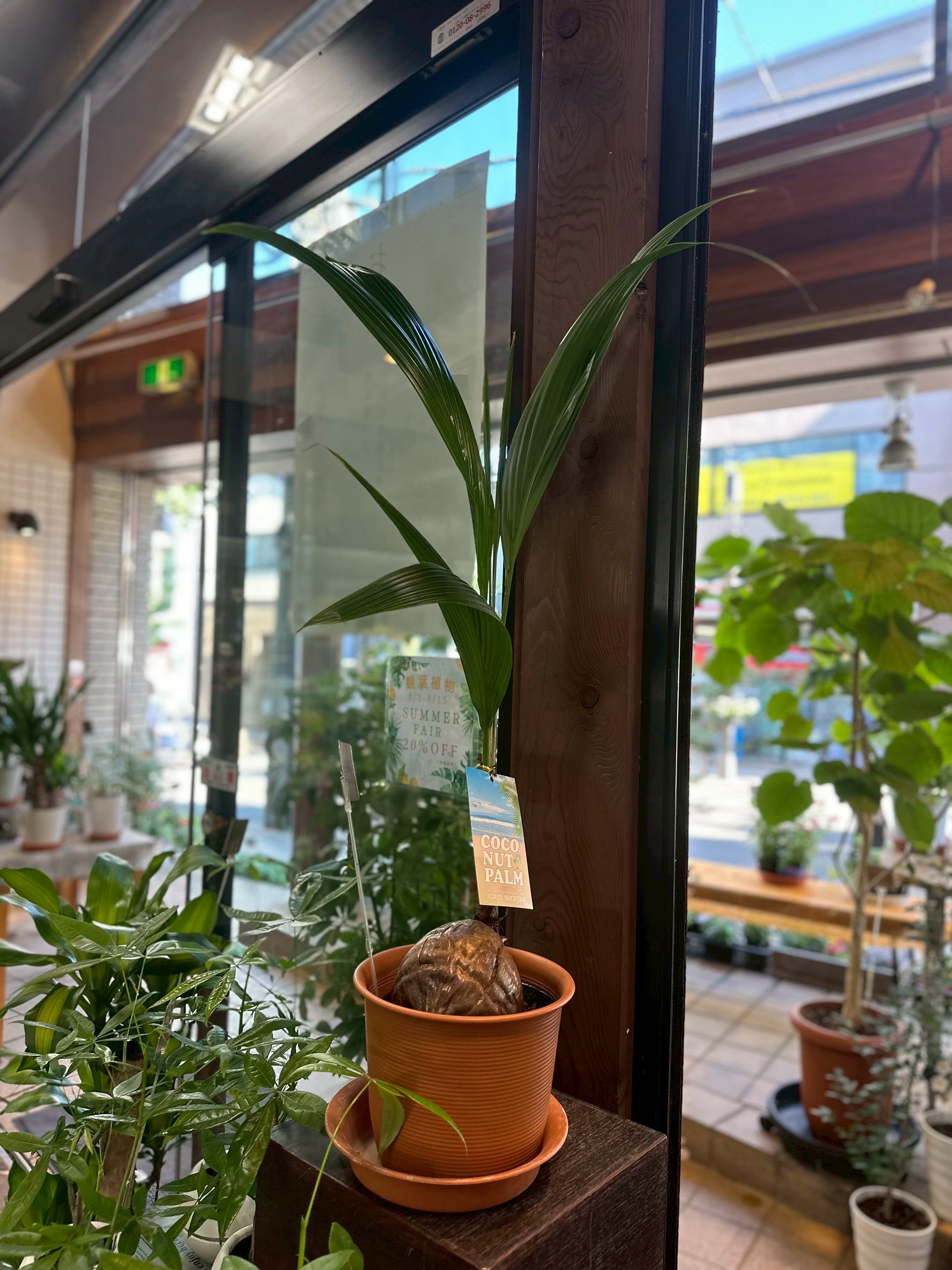 観葉植物の作品9