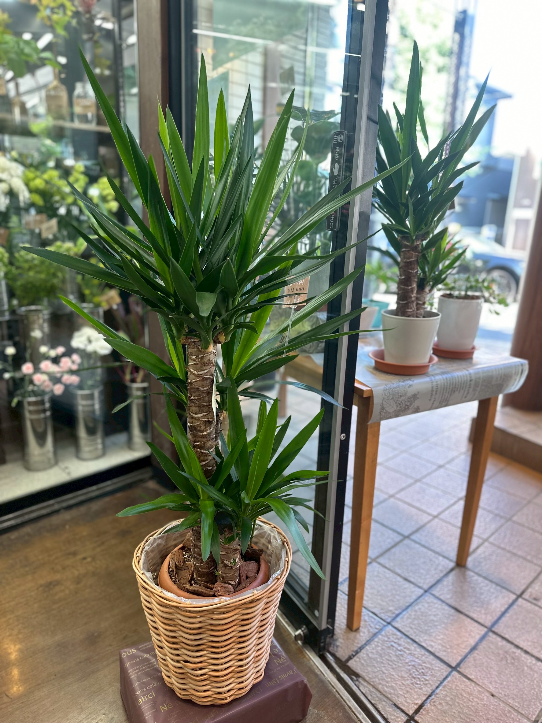 観葉植物の作品10