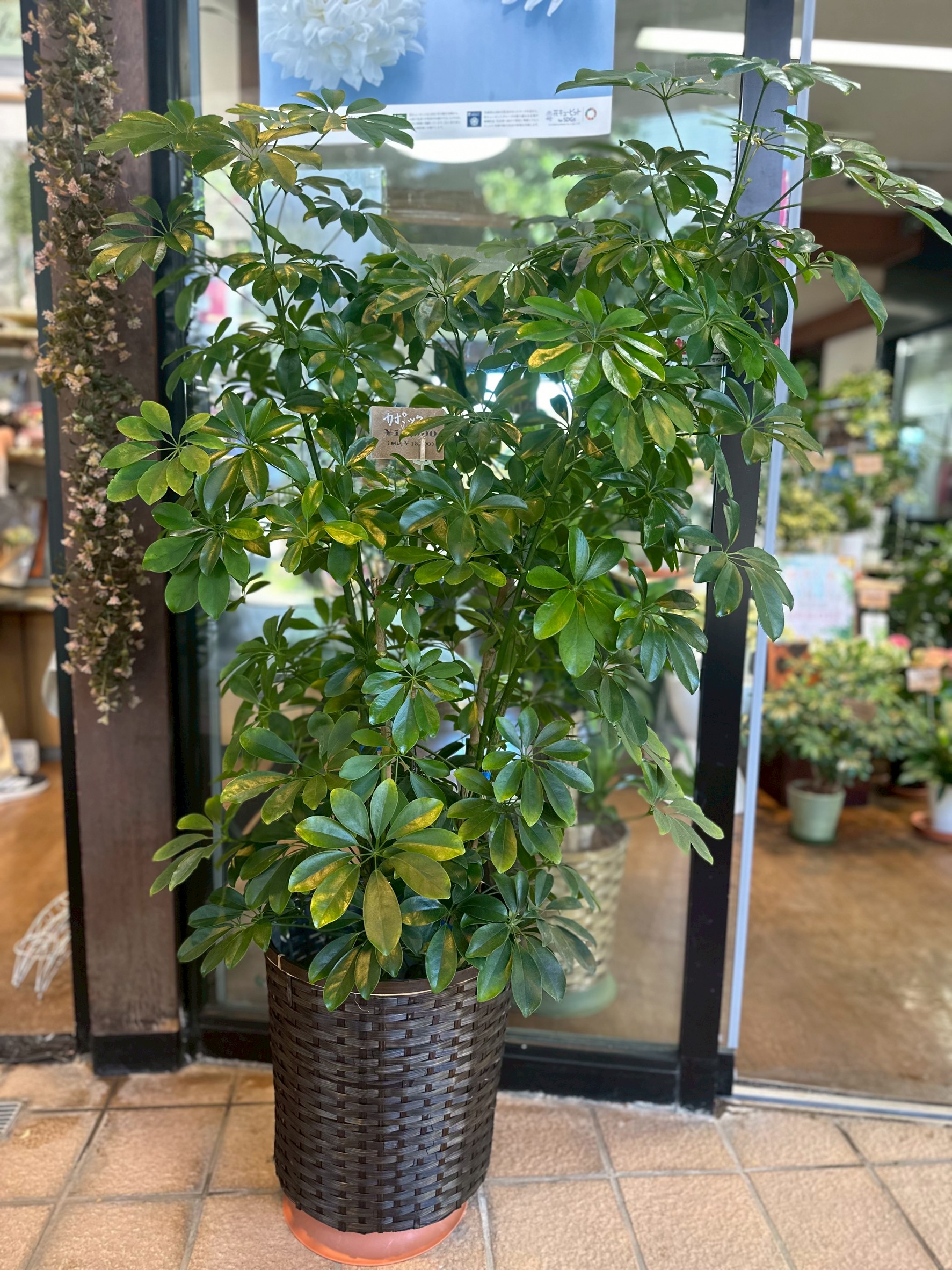 観葉植物の作品11