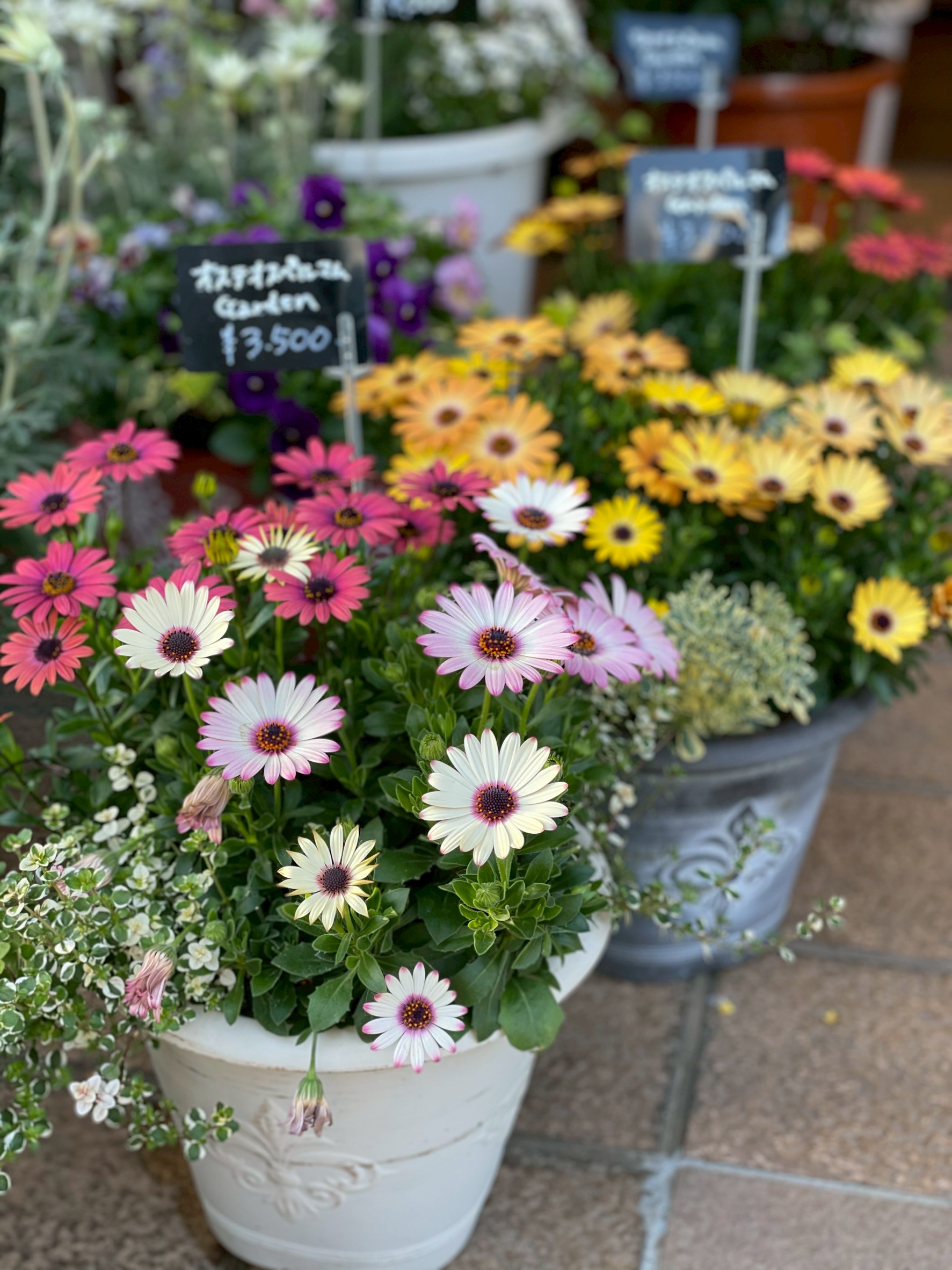 ガーデニングの作品3