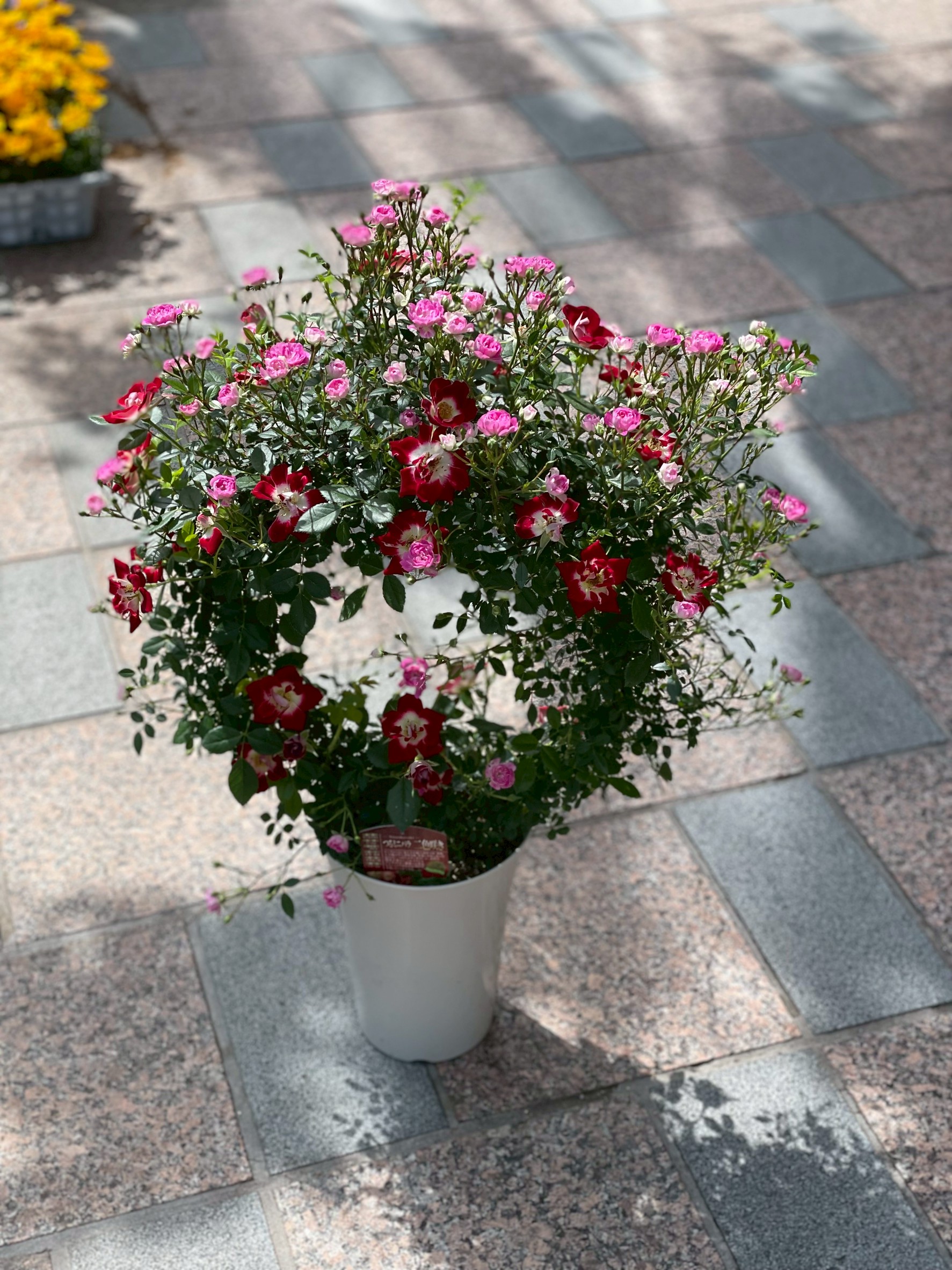 ガーデニングの作品6